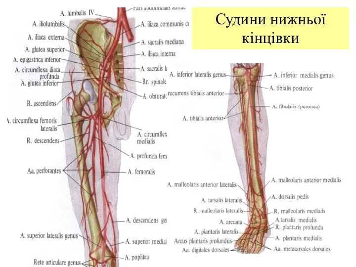 Судини нижньої кінцівки