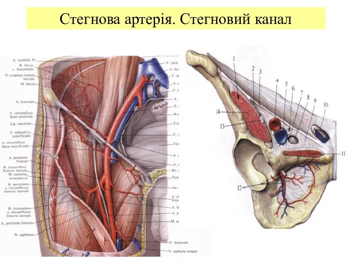 Стегнова артерія. Стегновий канал