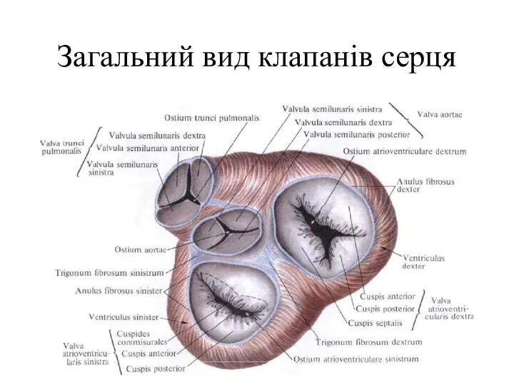 Загальний вид клапанів серця