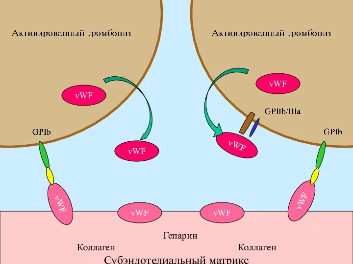 vWF vWF vWF vWF Гепарин Коллаген Коллаген Субэндотелиальный матрикс vWF vWF vWF vWF