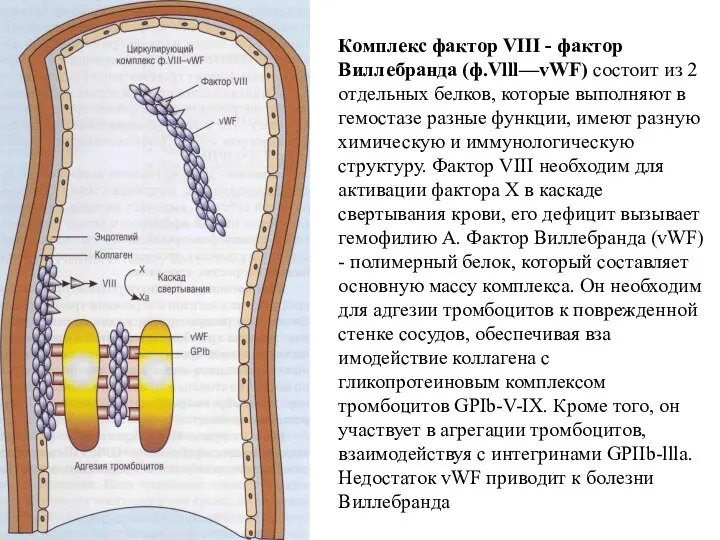 Комплекс фактор VIII - фактор Виллебранда (ф.Vlll—vWF) состоит из 2