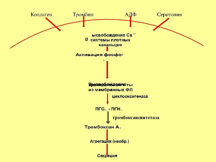 тромбоксансинтетаза