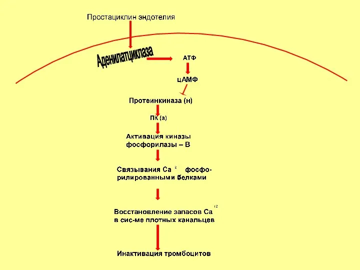 Аденилатциклаза