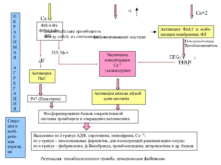 ФИ-4-Фт ФИ-4,5-Фт ФИ Активация ФлА2 и моби-лизация мембранных ФЛ Активация