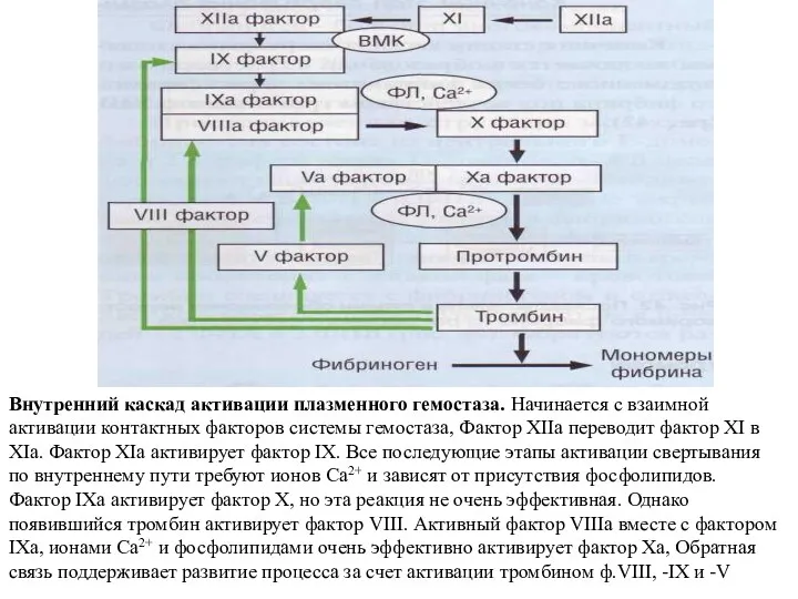 Внутренний каскад активации плазменного ге­мостаза. Начинается с взаимной активации контактных