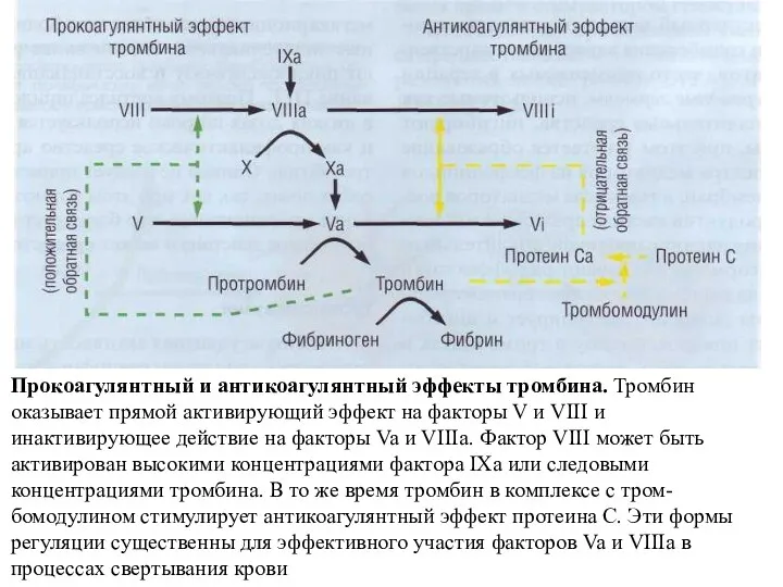 Прокоагулянтный и антикоагулянтный эффекты тромбина. Тромбин оказывает прямой активирующий эф­фект