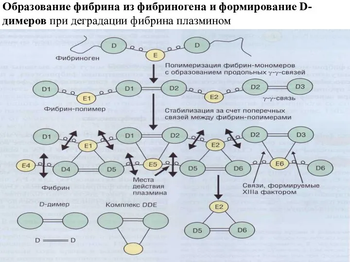 Образование фибрина из фибриногена и формирование D-димеров при деградации фибрина плазмином