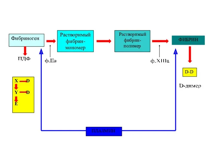Фибриноген Растворимый фибрин-мономер Растворимый фибрин-полимер ФИБРИН ПЛАЗМИН D-D