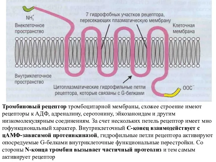 Тромбиновый рецептор тромбоцитарной мембраны, схожее строение имеют рецепторы к АДФ,