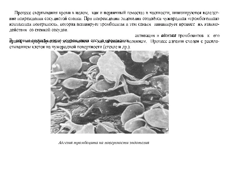 Адгезия тромбоцита на поверхности эндотелия