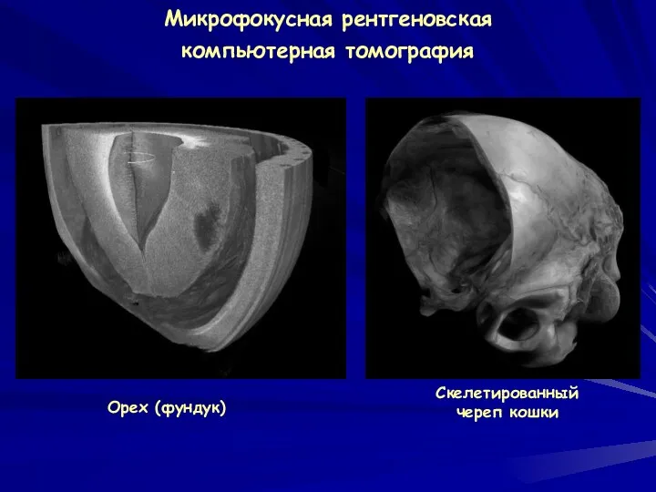 Микрофокусная рентгеновская компьютерная томография Орех (фундук) Скелетированный череп кошки