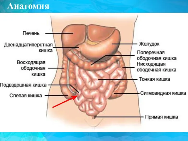 Анатомия