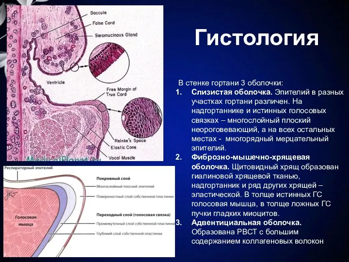 Гистология В стенке гортани 3 оболочки: Слизистая оболочка. Эпителий в