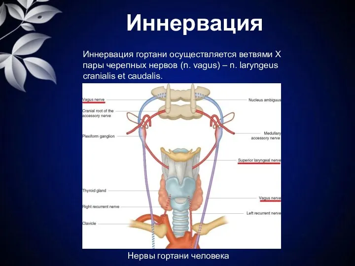 Иннервация Иннервация гортани осуществляется ветвями X пары черепных нервов (n. vagus) – n.