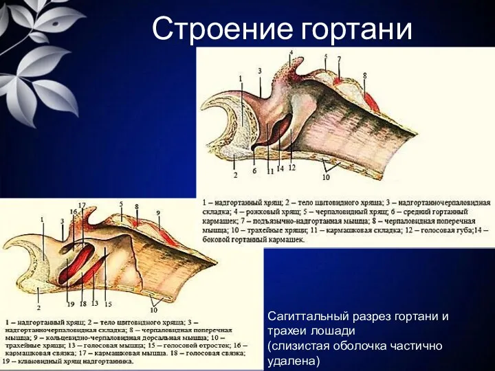 Строение гортани Сагиттальный разрез гортани и трахеи лошади (слизистая оболочка частично удалена)