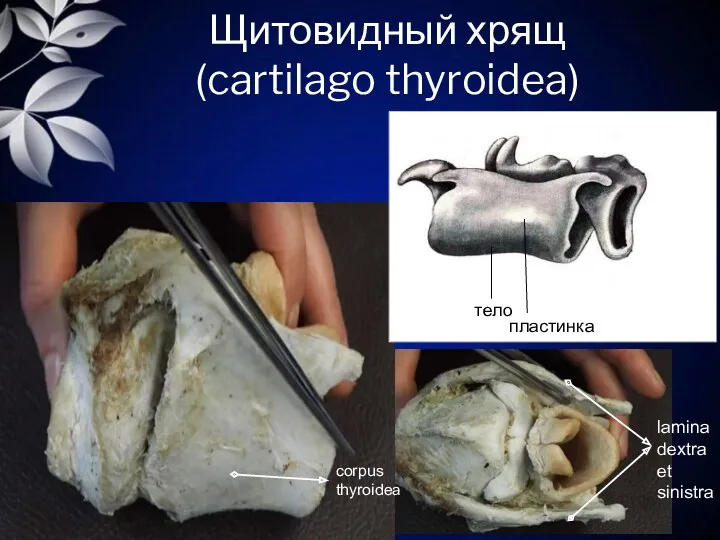 Щитовидный хрящ (cartilago thyroidea) тело пластинка corpus thyroidea lamina dextra et sinistra