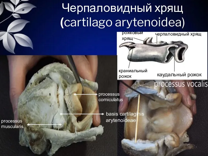 Черпаловидный хрящ (cartilago arytenoidea) черпаловидный хрящ рожковый хрящ каудальный рожок basis cartilaginis arytenoideae
