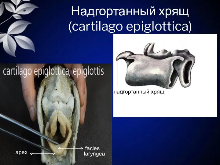 Надгортанный хрящ (cartilago epiglottica) надгортанный хрящ facies laryngea apex