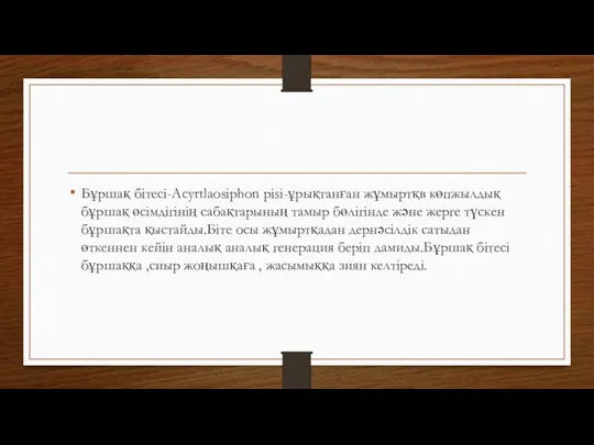 Бұршақ бітесі-Acyrtlaosiphon pisi-ұрықтанған жұмыртқв көпжылдық бұршақ өсімдігінің сабақтарының тамыр бөлігінде