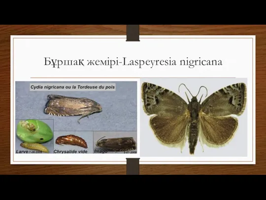 Бұршақ жемірі-Laspeyresia nigricana