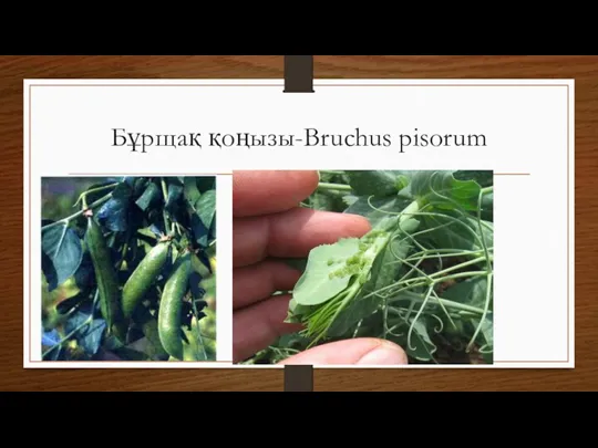 Бұрщақ қоңызы-Bruchus pisorum