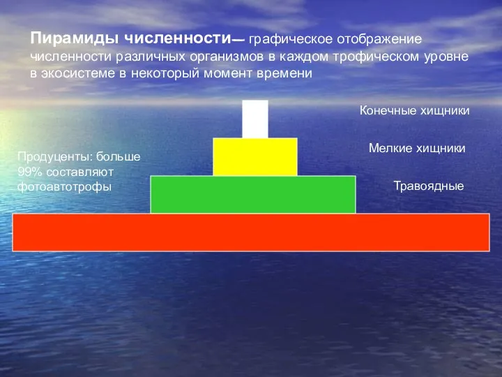 Пирамиды численности- графическое отображение численности различных организмов в каждом трофическом уровне в экосистеме