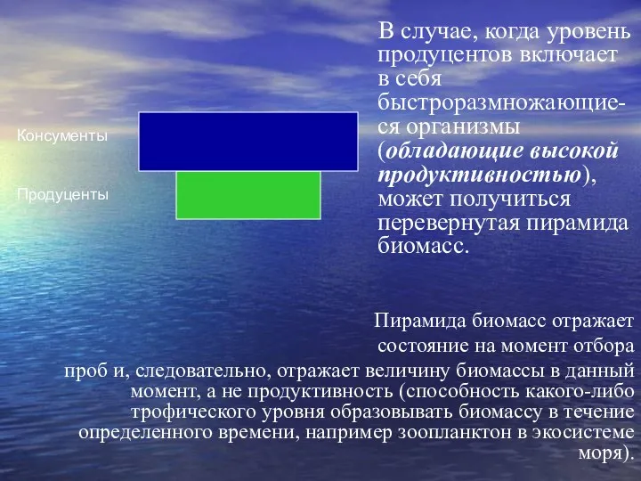 Пирамида биомасс отражает состояние на момент отбора проб и, следовательно, отражает величину биомассы