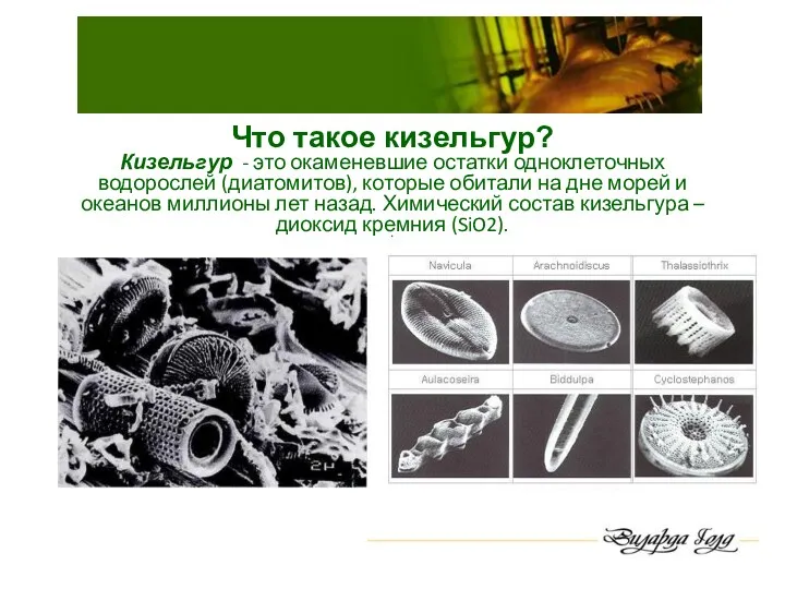 Что такое кизельгур? Кизельгур - это окаменевшие остатки одноклеточных водорослей (диатомитов), которые обитали