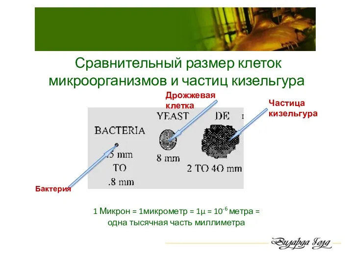 Сравнительный размер клеток микроорганизмов и частиц кизельгура 1 Микрон = 1микрометр = 1μ