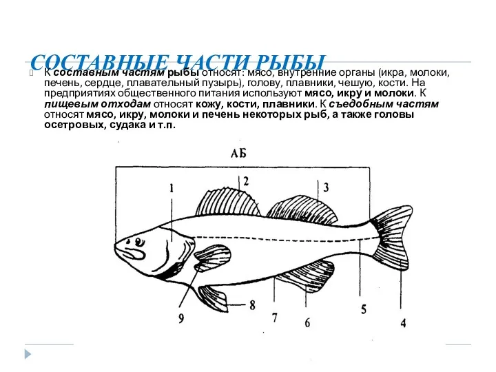 СОСТАВНЫЕ ЧАСТИ РЫБЫ К составным частям рыбы относят: мясо, внутренние