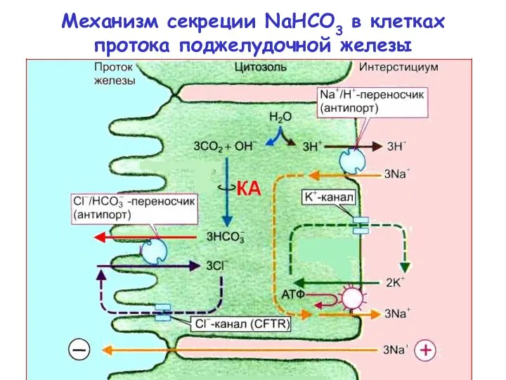 Механизм секреции NaHCO3 в клетках протока поджелудочной железы