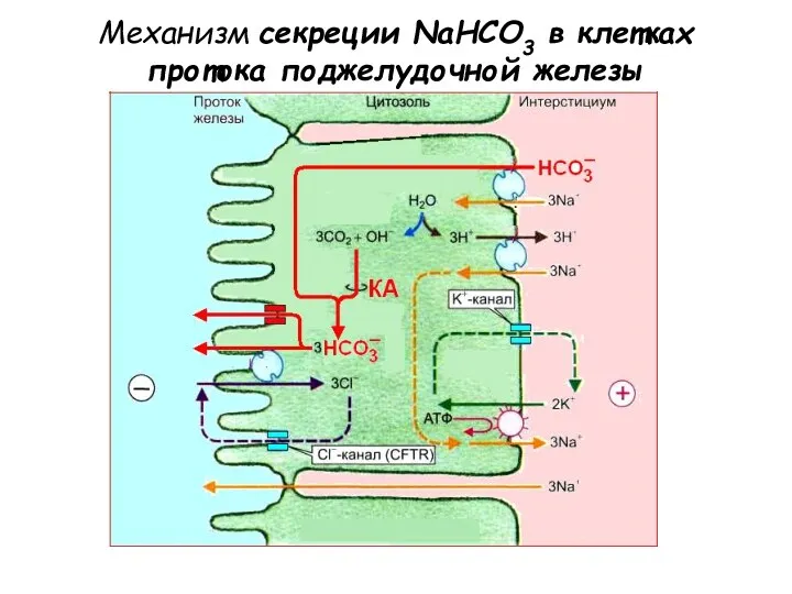 Механизм секреции NaHCO3 в клетках протока поджелудочной железы