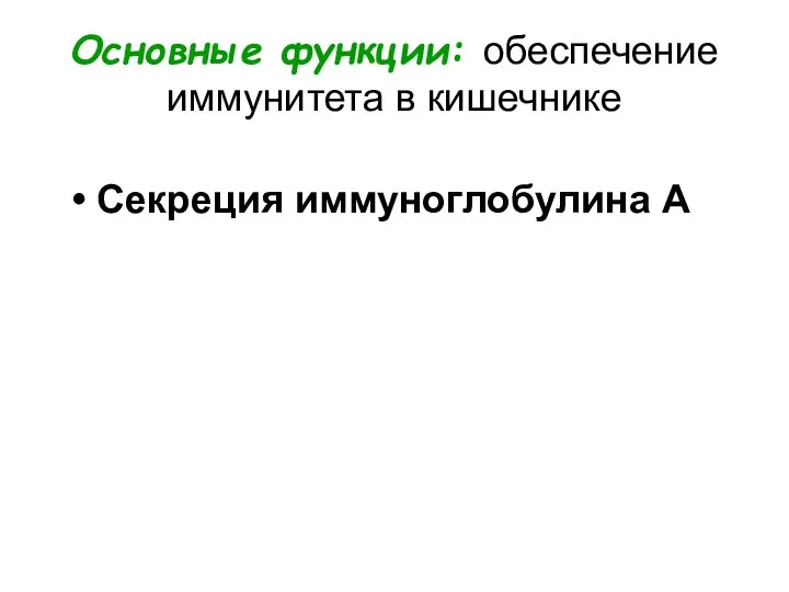 Основные функции: обеспечение иммунитета в кишечнике Секреция иммуноглобулина А