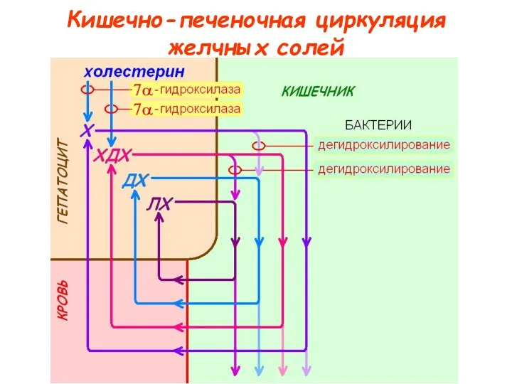 Кишечно-печеночная циркуляция желчных солей