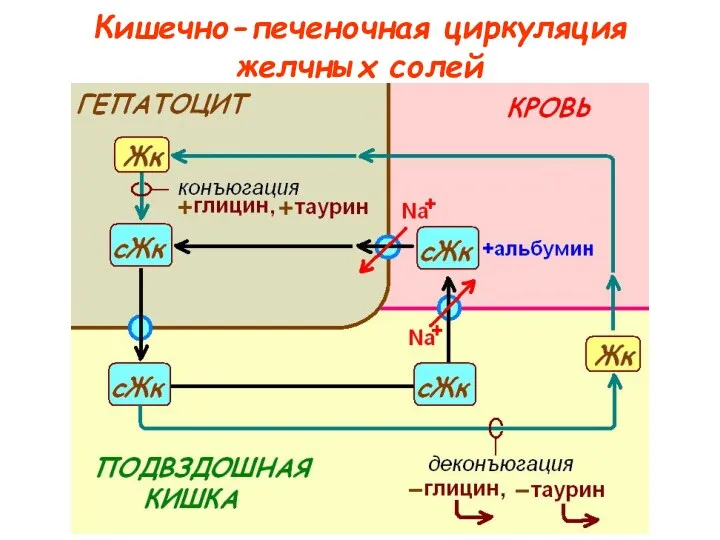 Кишечно-печеночная циркуляция желчных солей