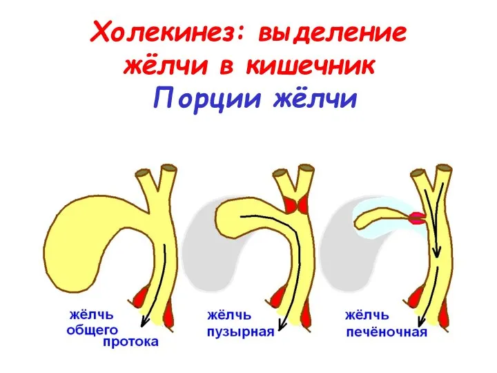 Холекинез: выделение жёлчи в кишечник Порции жёлчи