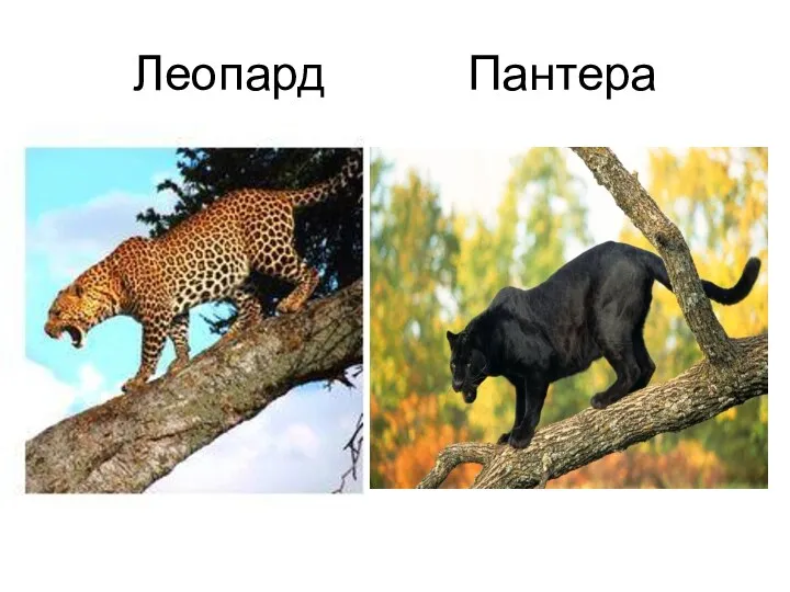 Леопард Пантера