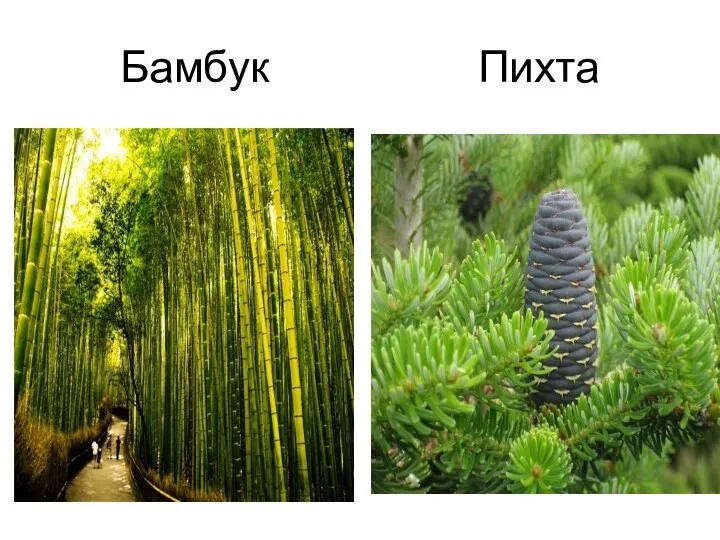 Бамбук Пихта