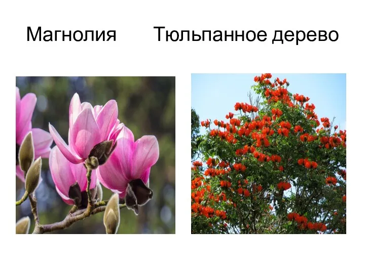 Магнолия Тюльпанное дерево