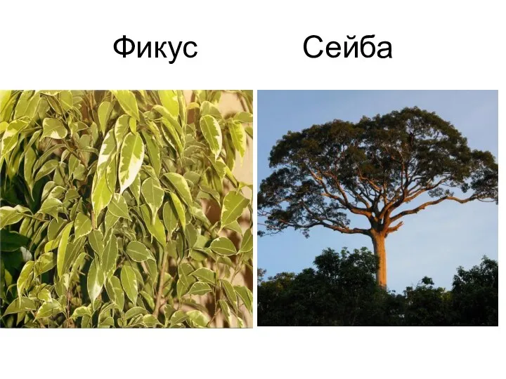 Фикус Сейба