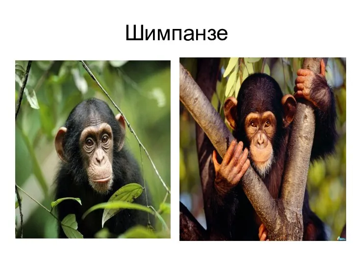 Шимпанзе