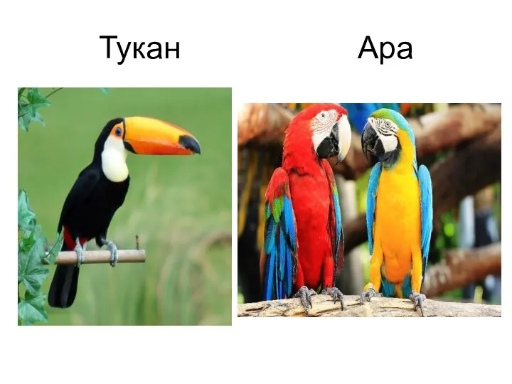 Тукан Ара