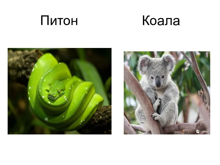 Питон Коала