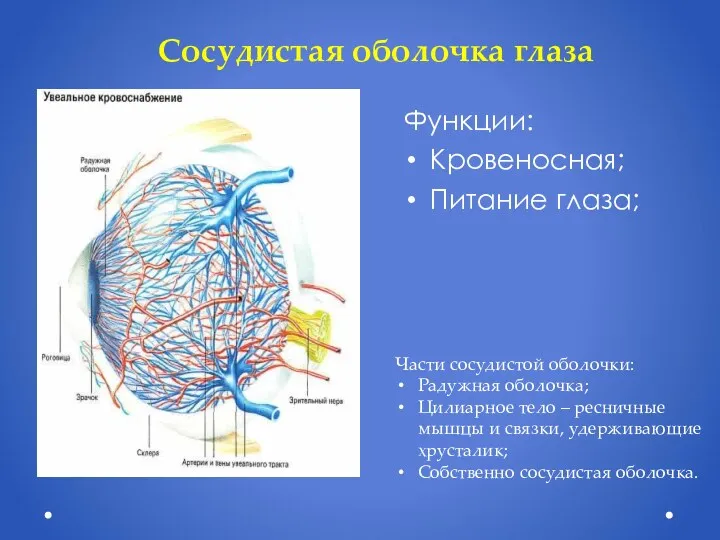 Сосудистая оболочка глаза Функции: Кровеносная; Питание глаза; Части сосудистой оболочки: