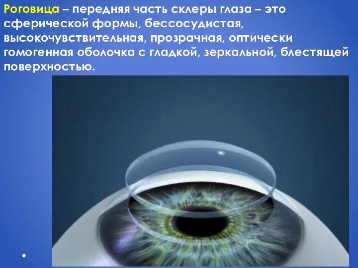 Роговица – передняя часть склеры глаза – это сферической формы,