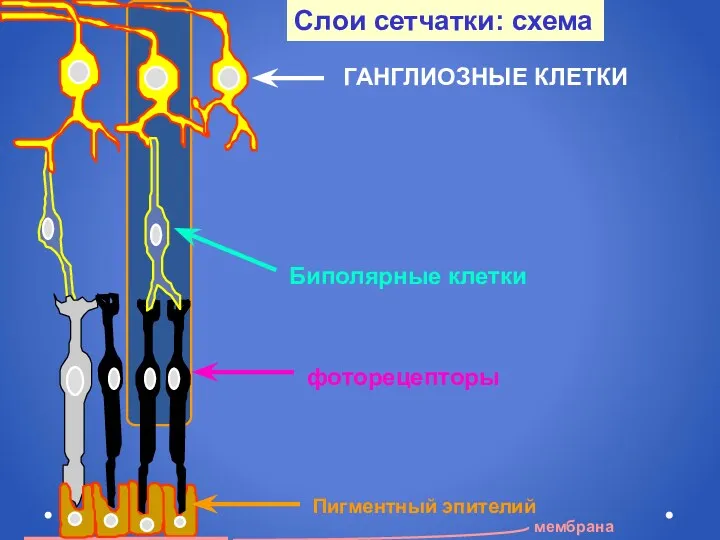 Слои сетчатки: схема Биполярные клетки ГАНГЛИОЗНЫЕ КЛЕТКИ фоторецепторы Пигментный эпителий мембрана
