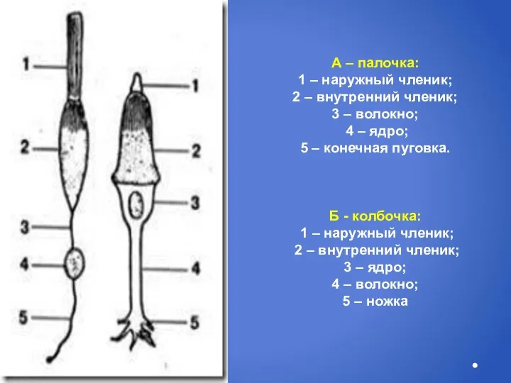 А – палочка: 1 – наружный членик; 2 – внутренний