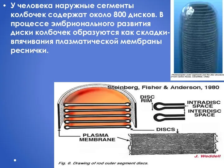 У человека наружные сегменты колбочек содержат около 800 дисков. В
