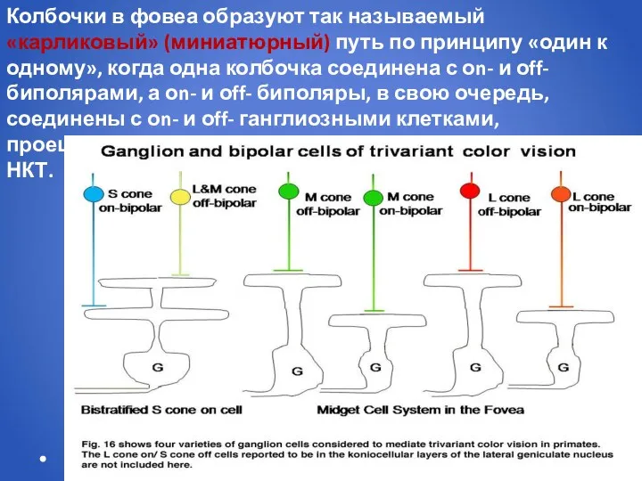 Колбочки в фовеа образуют так называемый «карликовый» (миниатюрный) путь по