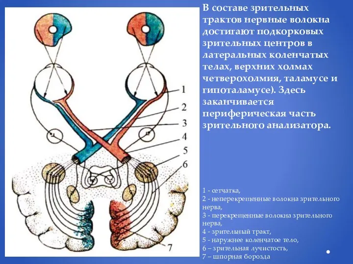В составе зрительных трактов нервные волокна достигают подкорковых зрительных центров